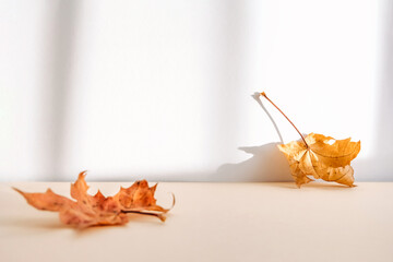 Abstract autumn studio background with maple tree leaves and shadows on wall.
