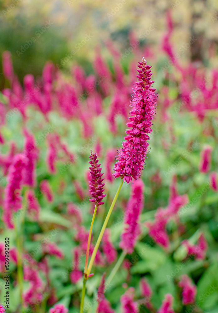 Persicaria amplexicaulis Persicaria amplexicaulis