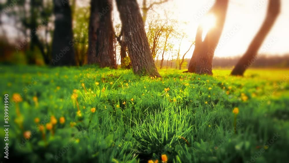 morning in the forest. the sun's rays pass through trees