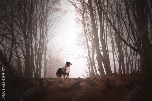 Mystischer Nebel im Wald