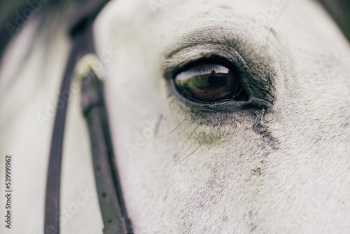 Closeup view of eye with eyelashes of white horse.