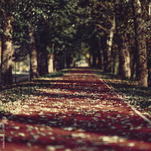Rubber running track lane in public park at urban city. Nature trees and environment green space for recreation. Exercise sport activity.