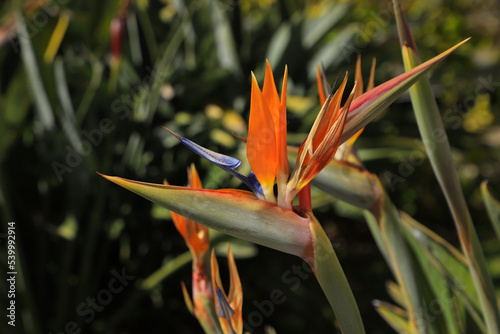 Close up of a Bird-of-paradise flower