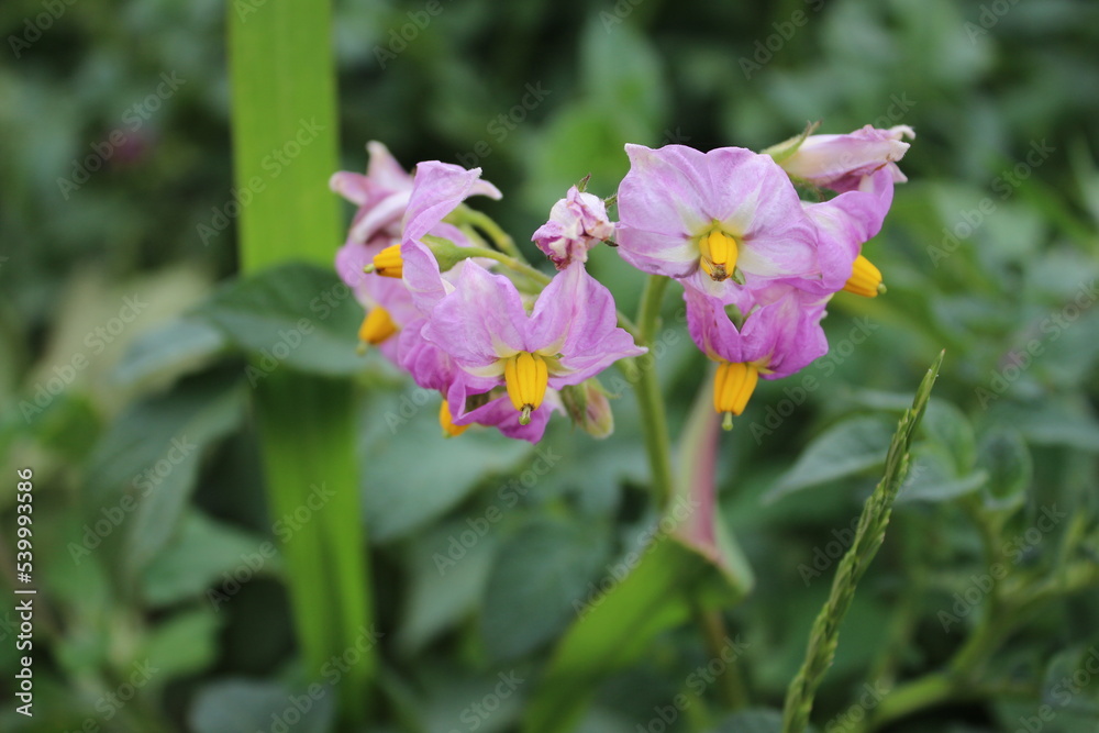 Der Kartoffelbaum blüht. Schöner Blütenstand. Pink Blütenblätter. Gelbes Staubblatt. Nahaufnahme der landwirtschaftlichen Anlage. Kartoffel mit üppigen Blättern. Grün im Hintergrund. Tageslichtfoto. Der Kartoffelbaum blüht. Schöner Blütenstand. Pink Blütenblätter. Gelbes Staubblatt. Nahaufnahme der landwirtschaftlichen Anlage. Kartoffel mit üppigen Blättern. Grün im Hintergrund. Tageslichtfoto.