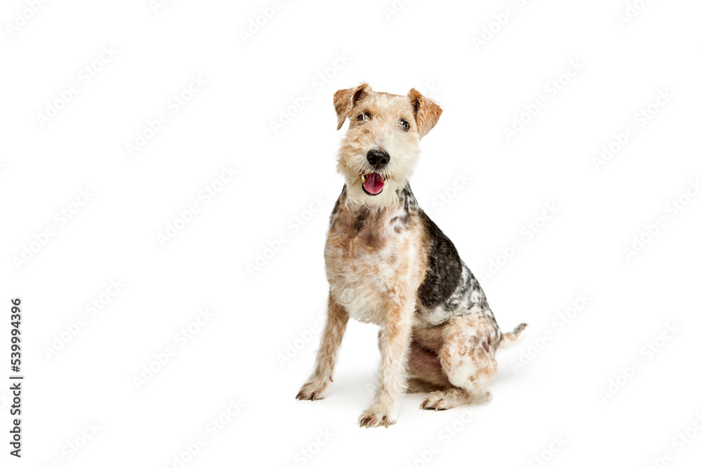 Studio shot of cute purebred Fox terrier dog posing isolated over white background. Calmly sitting and smiling at camera - obrazy, fototapety, plakaty 