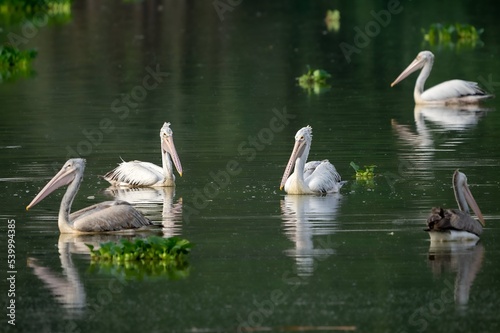 spot-billed pelican (Pelecanus philippensis) or gray pelican in a pond