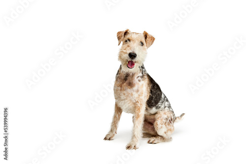 Studio shot of cute purebred Fox terrier dog posing isolated over white background. Calmly sitting and smiling at camera photo