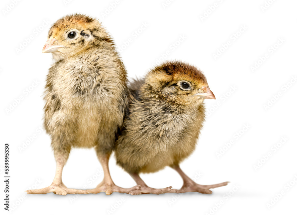 Obraz premium Two small chickens isolated on white background