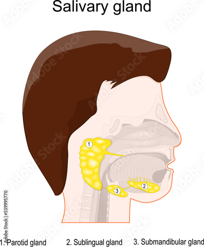 Human's head with three main paired salivary glands: Parotid, Submandibular, and Sublingual.