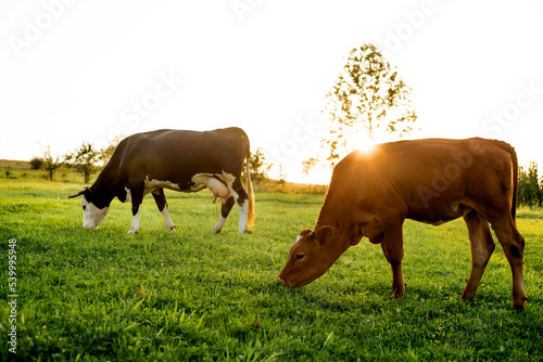 A black-white cow and her calf grazes on a pasture. Horned domesticated cattle. Agriculture. Home farm