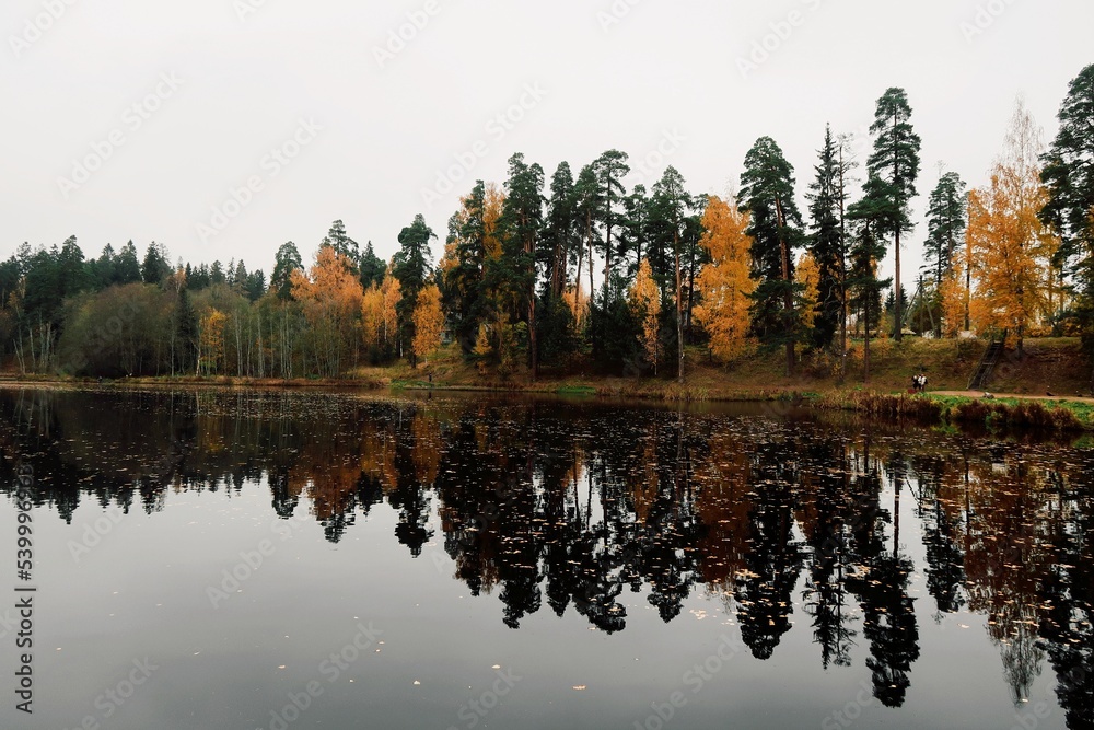 Obraz premium autumn in the forest