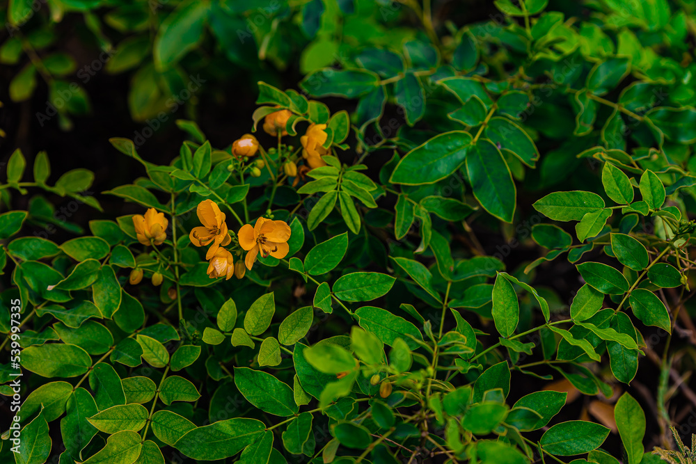 Fototapeta premium orange flowers in the garden