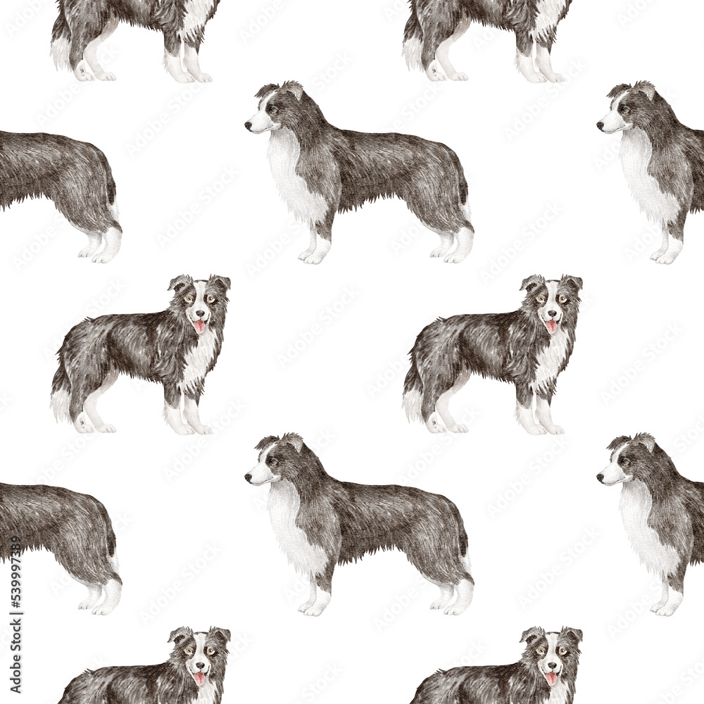 Obraz premium Border collie dog seamless pattern