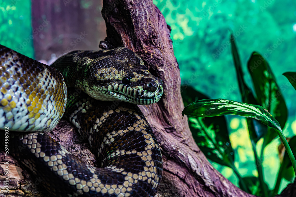 Fototapeta premium snake green python on a tree