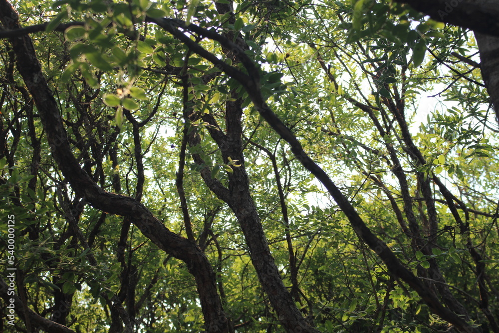 cerrado forest in brazil
cerrado forest in brazil