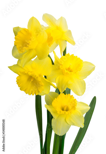 Yellow Daffodil flowers  isolated on White Background
