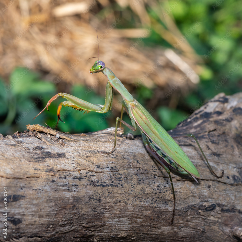 Mantis religiosa - Praying Mantis - Mante religieuse Mantis religiosa - Praying Mantis - Mante religieuse