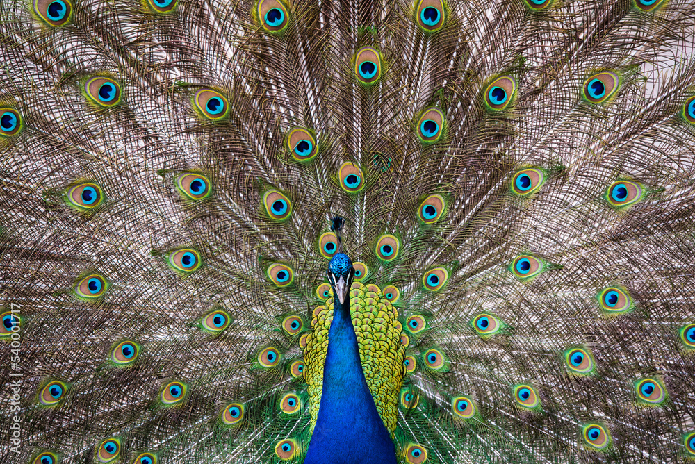 Obraz premium Portrait of beautiful peacock with feathers out