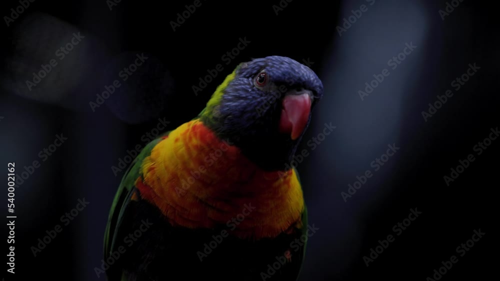 Close-Up Portrait Of Rainbow Lorikeet In Shallow Depth Of Field. Close-Up Portrait Of Rainbow Lorikeet In Shallow Depth Of Field.