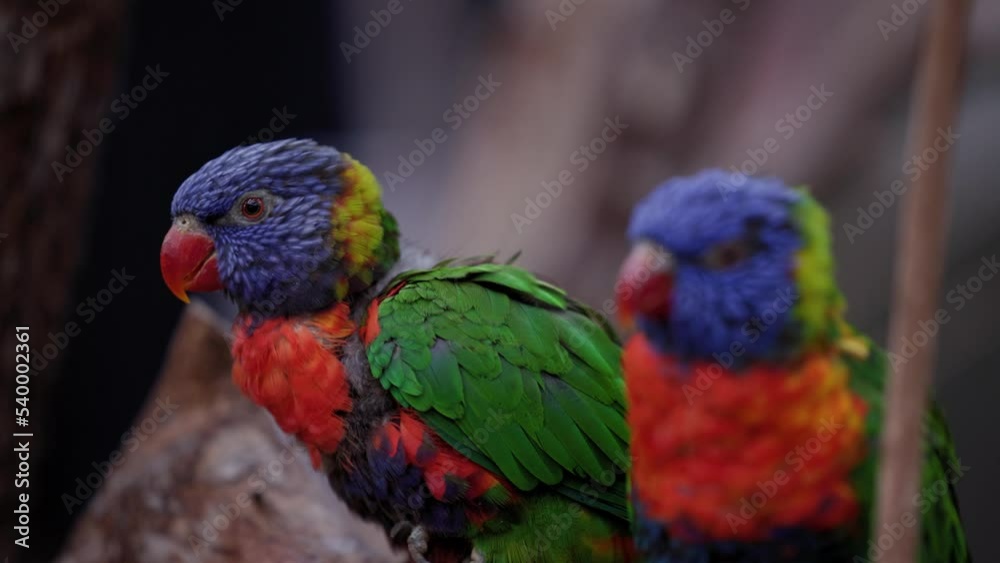 Rainbow Lorikeet Bird In Pair Perching On Trees With Blurry Background. Selective Focus Rainbow Lorikeet Bird In Pair Perching On Trees With Blurry Background. Selective Focus