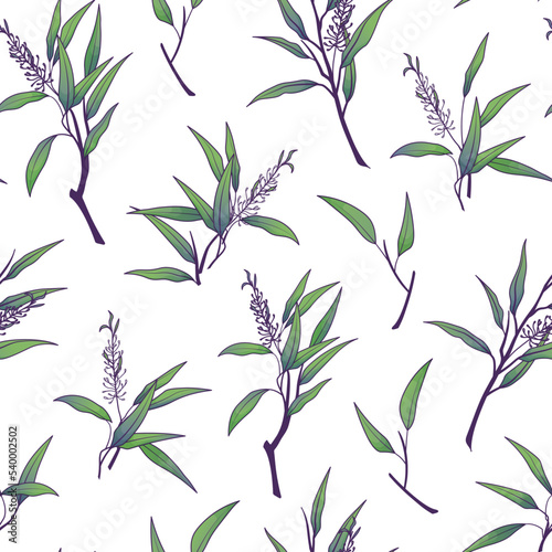 Vector seamless pattern with illustration of tea tree leaves isolated on white. For fabric design, textile, essential oil design, packaging, wrapping paper decoration. 