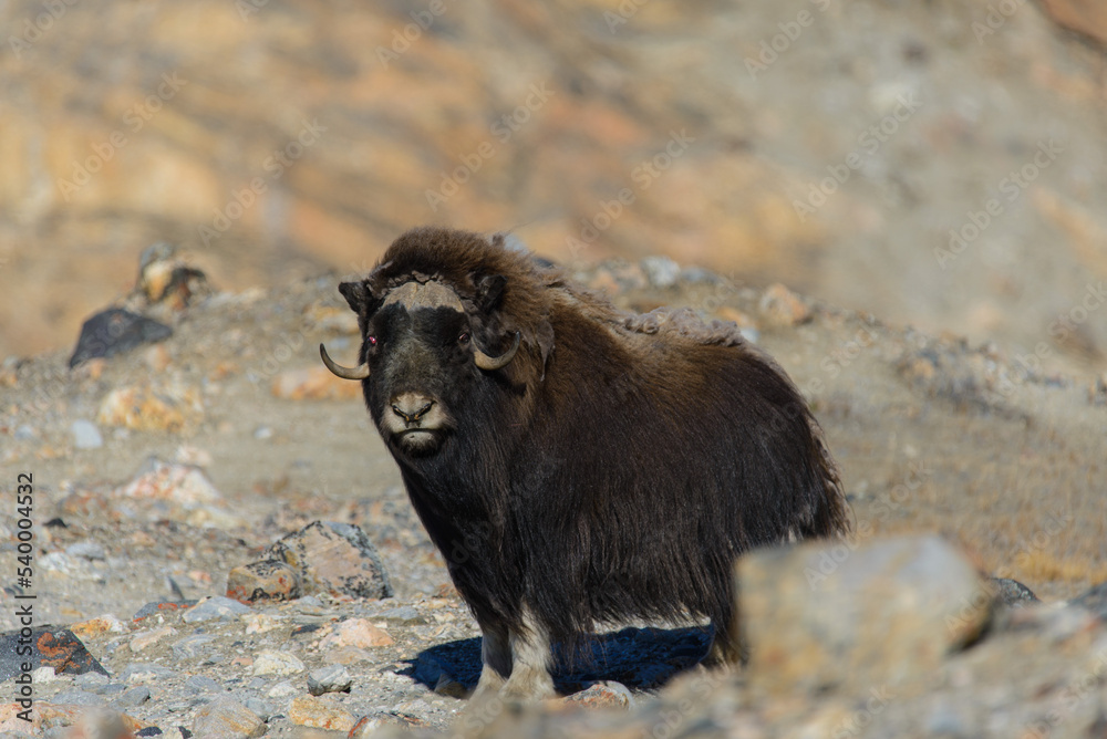 Muskox (Ovibos moschatus) in Greenland tundra Muskox (Ovibos moschatus) in Greenland tundra