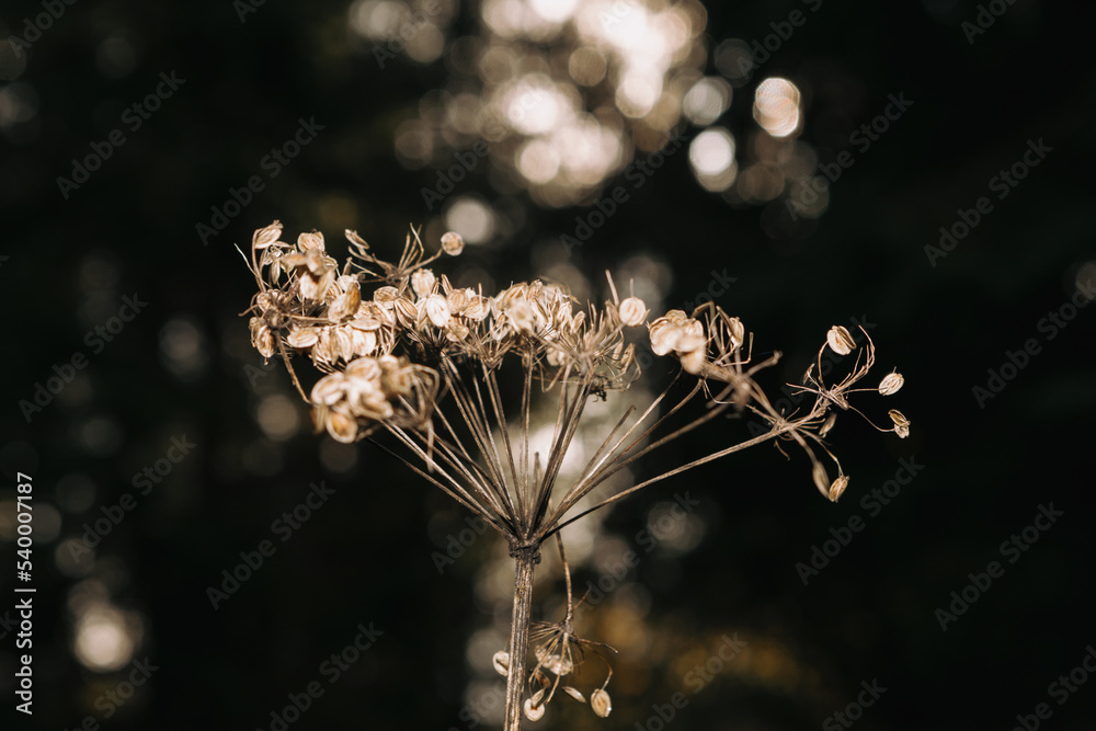 Obraz premium Dry flower on a bokeh background 