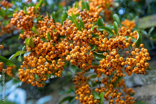 Bunch of scarlet firethorns, Pyracantha coccinea