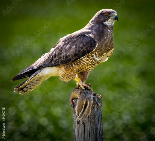 Swainson's hawk, Buteo swainsoni with freshly caught prey photo