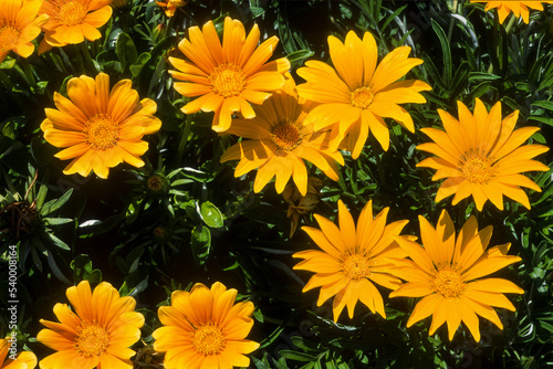 Canvas Print Gazania, gazania splendens