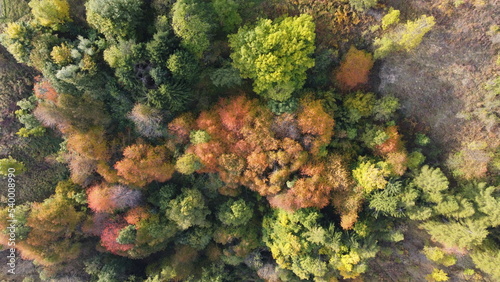 autunno drone alberi colori  photo