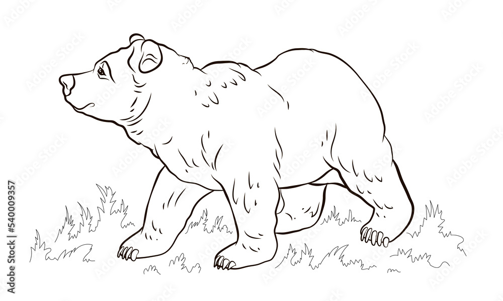 Animals. Black and white image of a big bear, coloring book for
