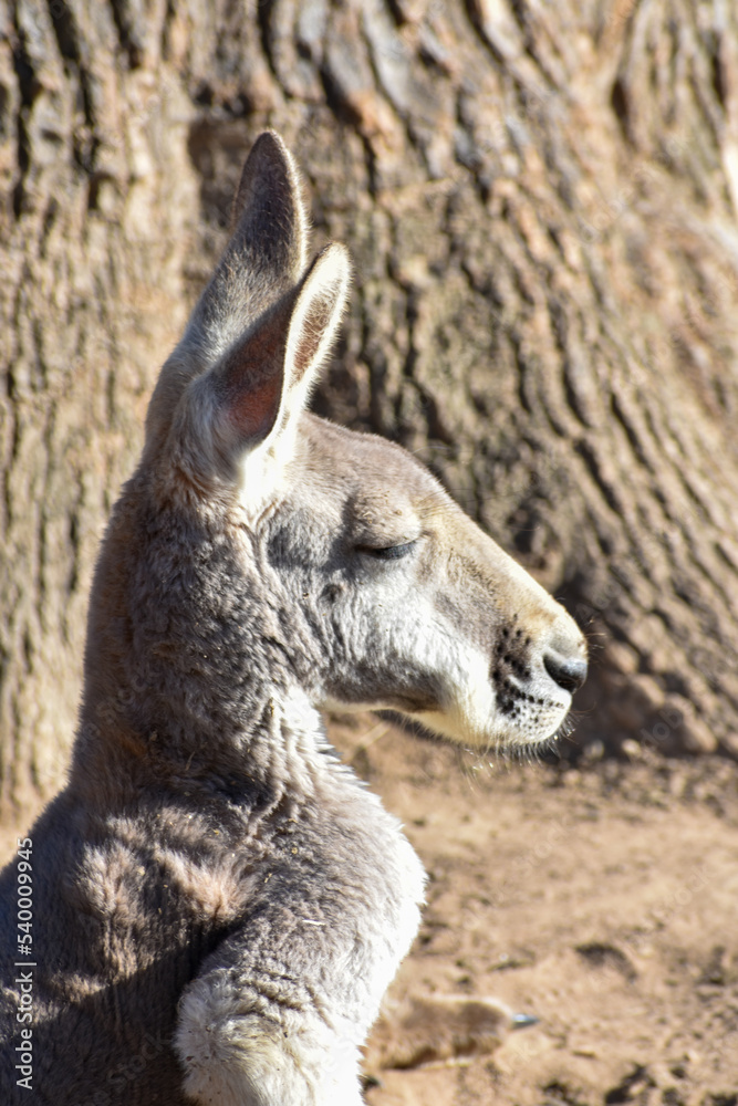 Profile of a head of wallaby, pride animal