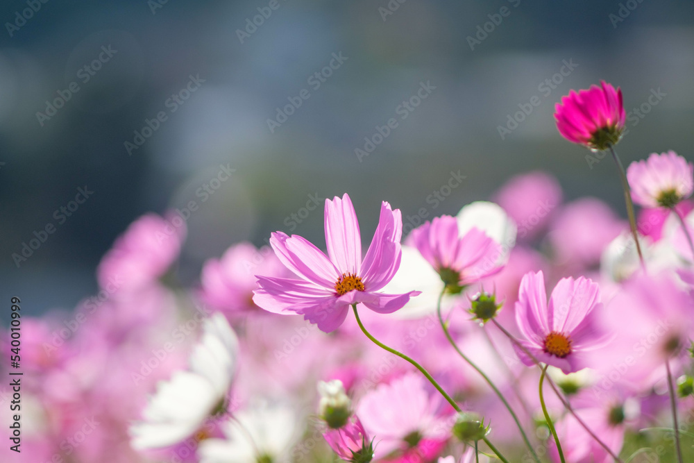 秋桜
秋桜