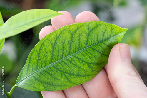 Iron deficiency chlorosis on lemon leaves. Fine mesh of green veins on light leaf background.