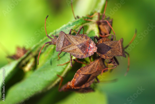 The western conifer seed bug (Leptoglossus occidentalis).  Alien and invasive insect in Europe. Still inhabiting new areas. photo