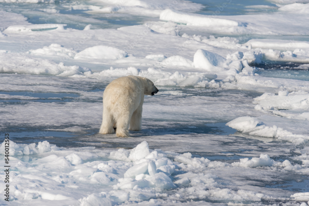 Polar bear (Ursus maritimus) going on the pack ice north of Spitsbergen Island, Svalbard Polar bear (Ursus maritimus) going on the pack ice north of Spitsbergen Island, Svalbard