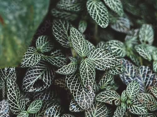 Top view closeup of Nerve plant, Fittonia albivenis leaves photo