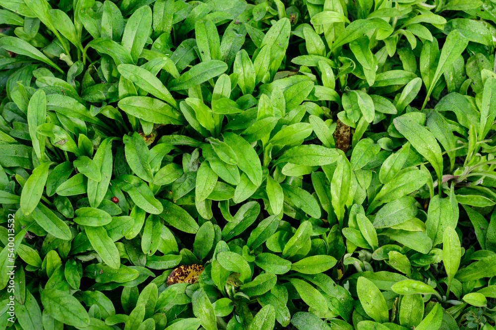 Texture with many fresh vivid green leaves in an autumn garden, beautiful outdoor monochrome background. Texture with many fresh vivid green leaves in an autumn garden, beautiful outdoor monochrome background.