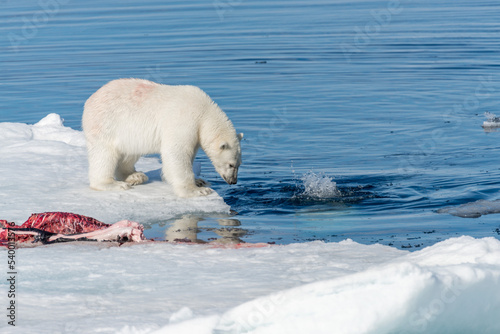 Two wild polar bears eating killed seal on the pack ice north of Spitsbergen Island, Svalbard