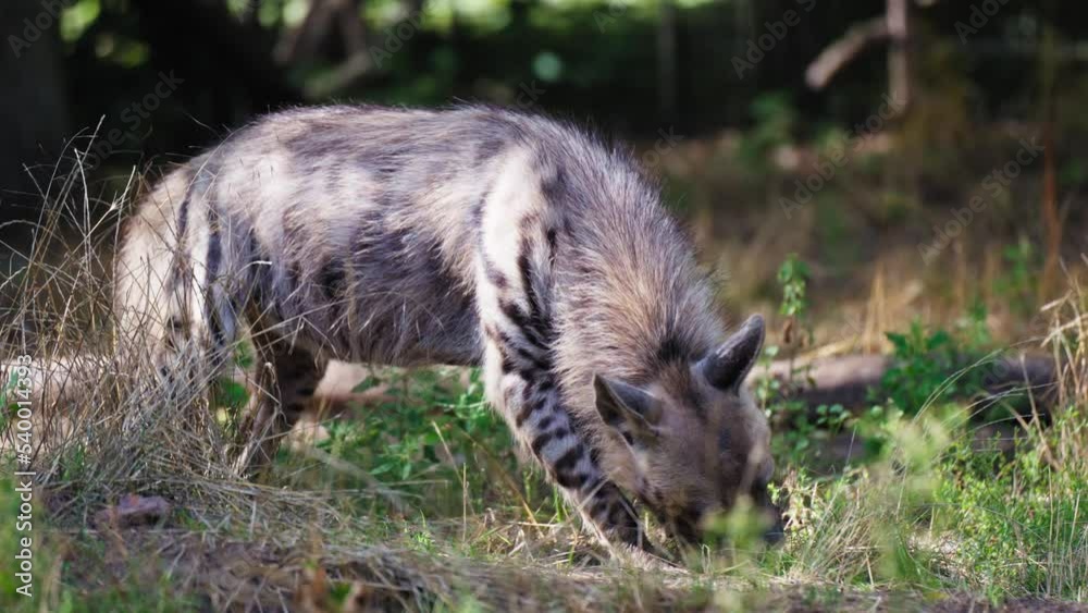 One Spotted Hyena Eating - close-up One Spotted Hyena Eating - close-up