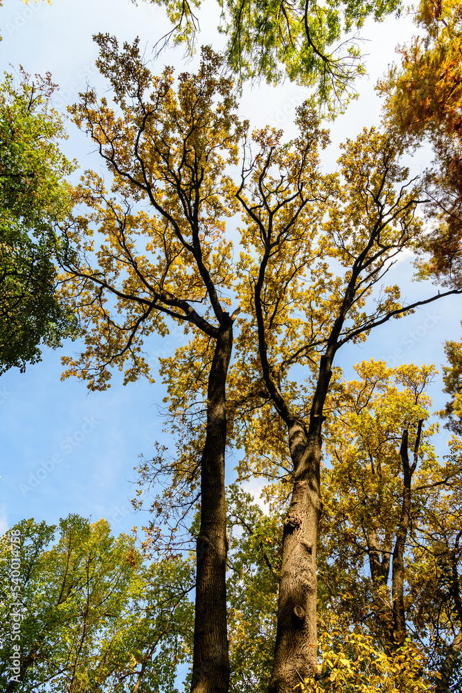 Obraz premium Vivid orange, yellow and brown leaves on large branches of oak trees towards clear blue sky in a garden during a sunny autumn day, beautiful outdoor background photographed with soft focus.