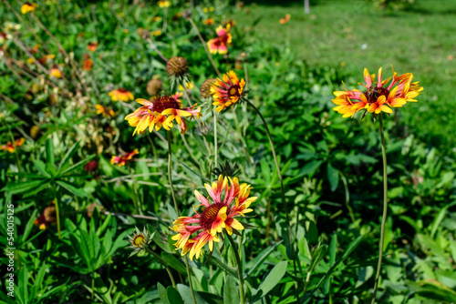 Many vivid yellow and red Gaillardia flowers  common known as blanket flowers   and blurred green leaves in soft focus  in a garden in a sunny summer day  beautiful outdoor floral background.