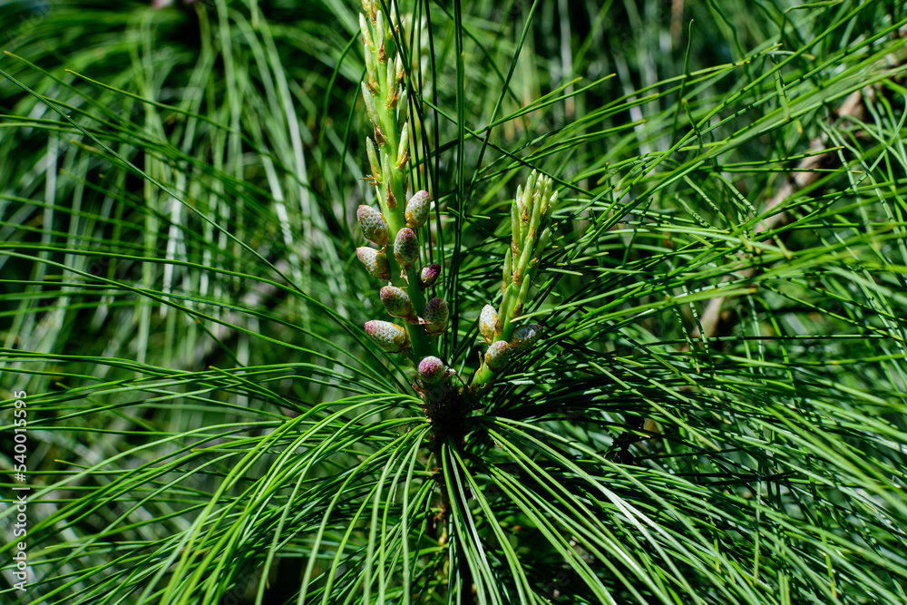 Close up of delicate small green leaves of pine conifer tree in a sunny spring garden, beautiful outdoor monochrome background photographed with selective focus Close up of delicate small green leaves of pine conifer tree in a sunny spring garden, beautiful outdoor monochrome background photographed with selective focus