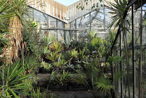 Canvas Print Amsterdam Zuidas Botanical Garden View with Greenhouse and Palms, Netherlands