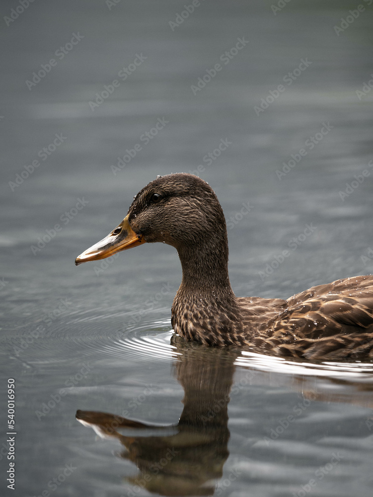 Duck Duck
