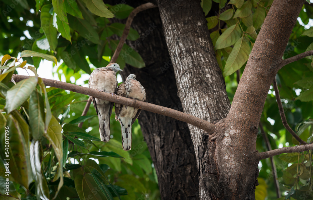 Spotted dove, Spotted turtle dove at tree