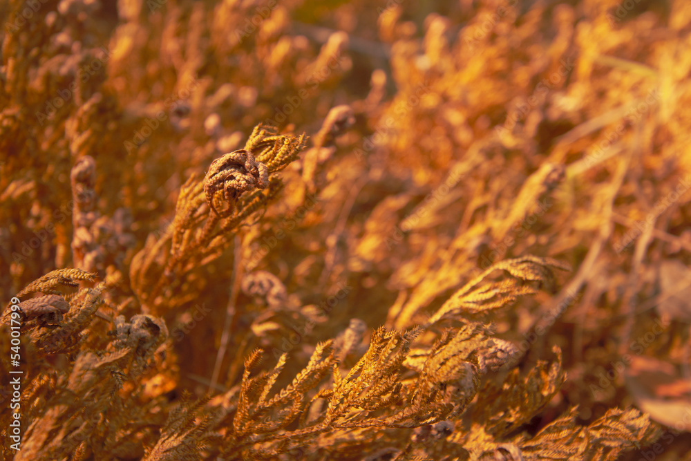 Abstract of dry wildflower on warm golden hour sunset or sunrise time. Theme of nature  background in  Autumn and fall. Soft shallow focus.