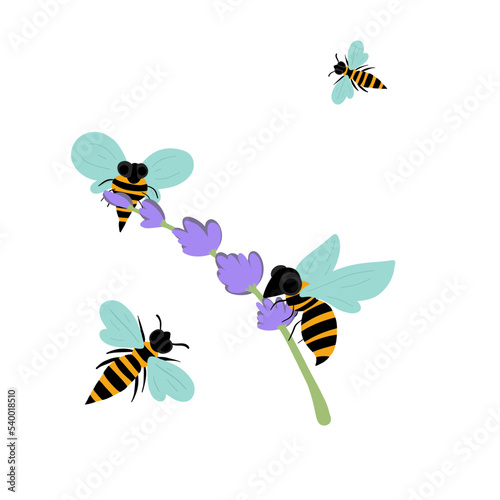 Bees flying around lavender making honey