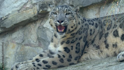Snow Leopard portrait normal speed close up shot 